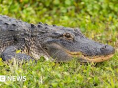 Pescador que foge de elefantes é morto por crocodilo na Zâmbia