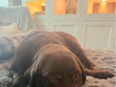 Formiga McPartlin ‘arrasada’ quando o querido cachorro Hurley é sacrificado