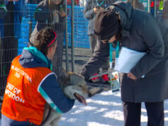 ‘Totalmente pateta’: evento native de acidentes com cães nas Olimpíadas