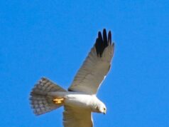 Pesquisa de fauna revela novas espécies no Santuário de Vida Selvagem de Karimpuzha