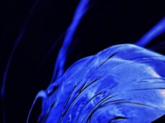 O Sexto Sentido traz uma miscelânea sensorial para Bengaluru