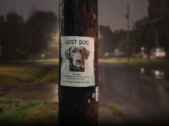 Resumo de anúncios de tecnologia do Tremendous Bowl: Al pode matar você – ou ajudar a encontrar seu cachorro perdido