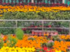 Assista: Ooty’s Flower Present apresentará 10 lakh plantas, flores raras importadas