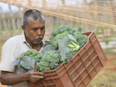 Mãos migrantes enraizadas nas fazendas de Telangana