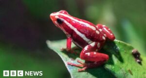 Qual é a toxina do sapo-dardo supostamente usada para matar Alexei Navalny?