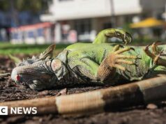 Assista: Iguanas da Flórida ficam ‘atordoadas pelo frio’ e caem das árvores
