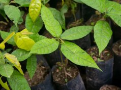 Dose única de poderoso psicodélico reduz sintomas de depressão em estudo clínico