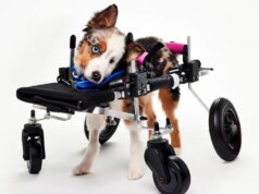 Teigan, concorrente do Viral Pet Bowl XXII, morreu meses antes do programa ir ao ar