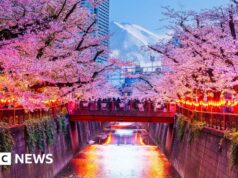 Cidade japonesa cancela competition das cerejeiras por causa de turistas mal comportados