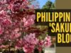 Flores raras de cerejeira florescem nas Filipinas e se tornam virais: Baguio Nation Membership vê a icônica sakura do Japão após 7 anos