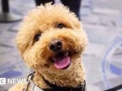 Mulher é acusada de abandonar cachorro em aeroporto de Las Vegas