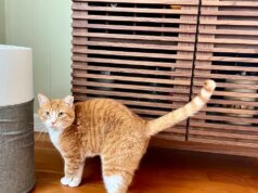 Este purificador de ar é obrigatório para pais de animais de estimação e tem até US $ 70 de desconto no Dia do Presidente