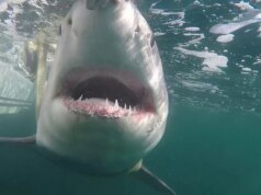 De perto e assustador: o grande tubarão branco juvenil emerge na costa após a migração de inverno