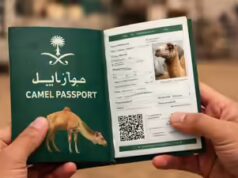 Arábia Saudita lança passaporte de camelo: sistema digital para rastrear propriedade e comércio