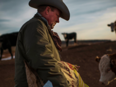 O único problema esmagador que os pecuaristas americanos desejam que Trump resolva