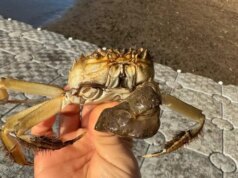 Caranguejo invasor que pode escalar paredes de 4 metros de altura é avistado novamente no Oregon