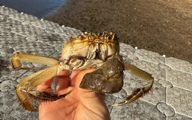 chinese-mitten-crab-found-near-porland-oregon-nov-2025-crop.jpg