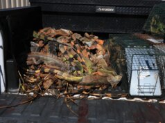 Iguanas caíram das árvores durante a onda de frio na Flórida – e os números são surpreendentes