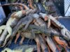 Mais de 5.000 iguanas atordoadas pelo frio foram removidas em dois dias durante o congelamento recorde do estado