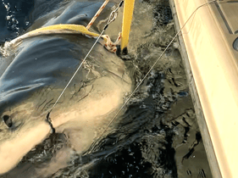 Grande tubarão branco de 1.700 libras avistado na costa da Carolina do Norte