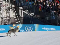 Jogos Olímpicos: um chien s’invite à la fête au fil d’arrivée d’une épreuve de ski de fond