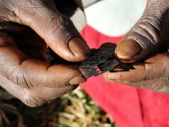 ‘Está escondido’: a mutilação genital feminina e a vergonha secreta dos somalis de Minnesota