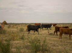Por que importar mais carne bovina da Argentina não aliviará os custos para os consumidores dos EUA