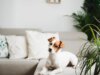 7 plantas de casa que aceitam animais de estimação e são seguras para cães e gatos