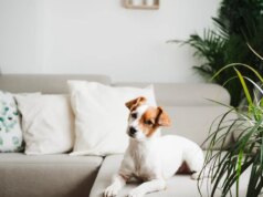 7 plantas de casa que aceitam animais de estimação e são seguras para cães e gatos