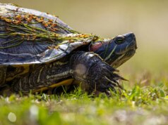 Por que minha distribuição Linux favorita está desacelerando – e estou emocionado com isso