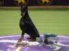 Penny, o pinscher Doberman, ganha o prêmio de melhor exposição no Westminster Canine Present