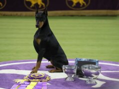 Penny, o pinscher Doberman, ganha o prêmio de melhor exposição no Westminster Canine Present