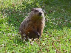Pedi à IA para prever o tempo. É tão confiável quanto uma marmota