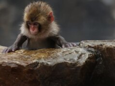 A web está torcendo por esse macaquinho abandonado e seu bichinho de pelúcia