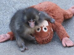 A web está preocupada com Punch the Monkey. O zoológico diz que ele está bem.