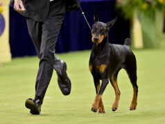 Esta nobre senhora venceu o Westminster Canine Present de 2026