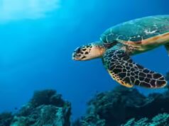 O Oceano Índico está se tornando “menos salgado”: os cientistas dizem que as consequências podem ser enormes