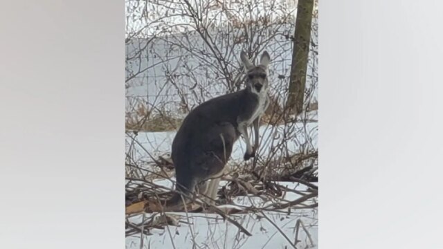 kangaroo-loose-snow-virginia.jpg
