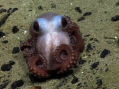 Trump acabou de estragar o único monumento marinho do Atlântico