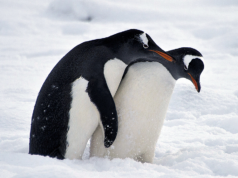 Conselho escolar da Flórida vota para manter livro ‘gráfico’ sobre sexo animal nas prateleiras da biblioteca após reação negativa