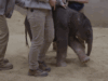 Bebê elefante chega históricamente ao Zoológico Nacional do Smithsonian como o primeiro nascimento em quase 25 anos