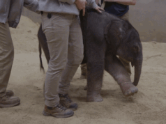 Bebê elefante chega históricamente ao Zoológico Nacional do Smithsonian como o primeiro nascimento em quase 25 anos