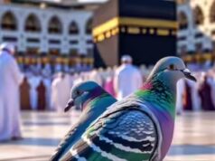 Assista ao vídeo viral: pombo inteligente hackeia sensor de água para beber Zamzam em Meca