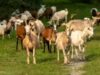O trabalho GOAT: Texas contrata 300 cabras para limpar arbustos invasores em um movimento ecológico único