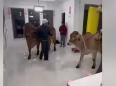 ‘Intenção zero de integração’: Disputa sobre família do Texas recebendo casa ‘gau mata’ para inauguração; Os indianos dizem que é melhor do que festa com álcool