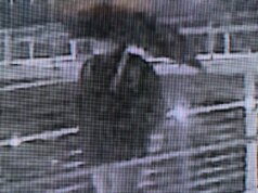 Grenell chama o vândalo da pista de gelo de ‘terrorista’ enquanto as autoridades federais caçam suspeito de ataque tóxico