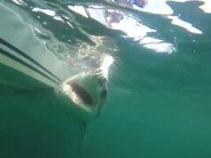 Enorme tubarão branco detectado por pesquisadores na costa do Mississippi em rara migração do Golfo