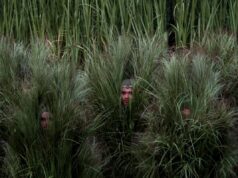 Como Unhealthy Bunny realizou um present histórico do intervalo do Tremendous Bowl