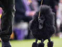 Casais no Westminster mostram vínculo por causa de cães e entre si