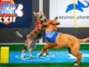 Desta vez não apenas filhotes: ‘Pet Bowl’ abraça cães mais velhos